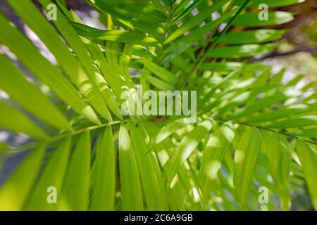 Exotic green nature pattern, tropical jungle palm foliage, dark green toned, abstract sunlight Stock Photo