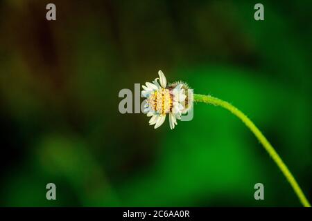 Tridax Daisy (Tridax procumbens) Stock Photo
