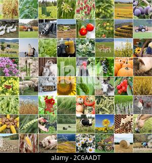 Agriculture collage with farming ativities and products Stock Photo