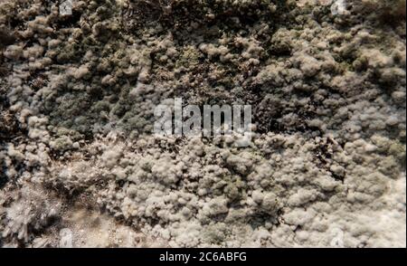 culture of mushroom cultivation in the world, the scientific benefits of mycelium and psilocybin mushrooms. Mycelial diseases Stock Photo