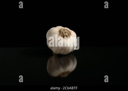 One head of garlic isolated on a black background with a reflection shot in the Studio Stock Photo
