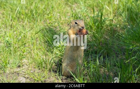 hungry gopher eats food in a clearing on a summer day. Stock Photo