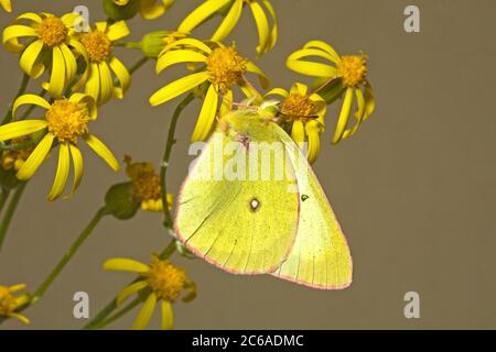 Portrait of a Western Sulfur butterfly, Colias occidentlis, on a threadleaf ragwort wildflower, on Green Ridge in the Eastern Cascade Mountains near S Stock Photo