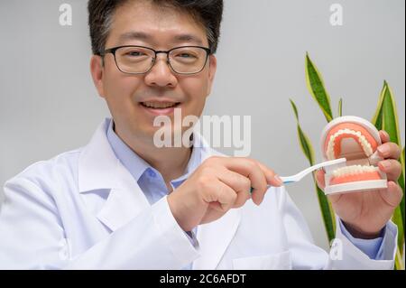 A middle-aged Asian dentist holding dental models and toothbrushes in his hand. Stock Photo