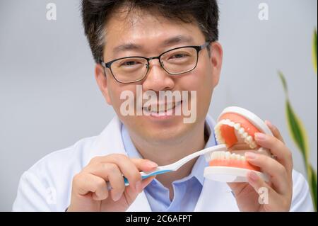 A middle-aged Asian dentist holding dental models and toothbrushes in his hand. Stock Photo