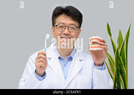 A middle-aged Asian dentist holding dental models and toothbrushes in his hand. Stock Photo