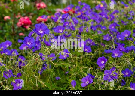 Blossoms of Geranium Eureka Blue, Geranium Perennial, many blue blossoms, Meadow Geranium Stock Photo