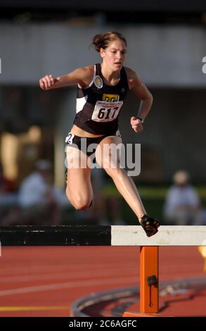 Austin Texas USA, June 2004: White female athlete leaps over a hurdle during the steeplechase event at the National Collegiate Athletic Association (NCAA)) Division I Outdoor Track & Field Championships. ©Bob Daemmrich Stock Photo
