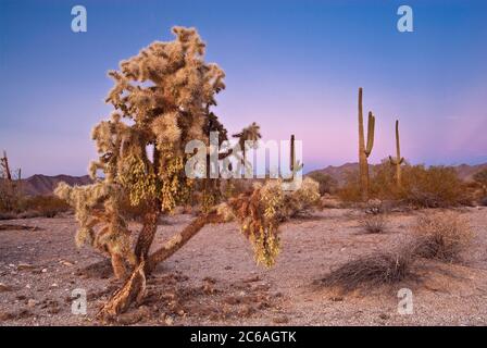 Chain fruit cholla cactus and saguaros at dusk in South Maricopa Mountains Wilderness at Sonoran Desert National Monument, Arizona, USA Stock Photo