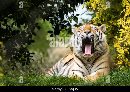 Young adult Siberian tiger, otherwise known as the Amur Tigers, yawning in the shade of the undergrowth. This big cat is indigenous to far eastern Rus Stock Photo