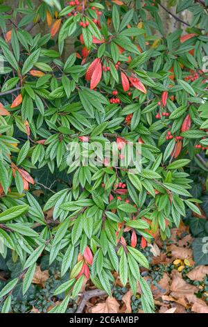 Zwergmispel Cotoneaster floccosus Stock Photo