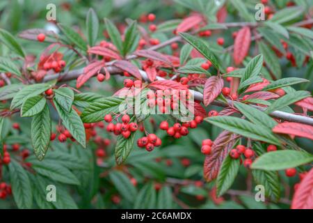 Zwergmispel Cotoneaster floccosus Stock Photo