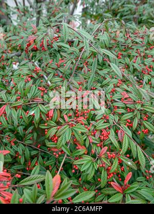 Zwergmispel Cotoneaster floccosus Stock Photo