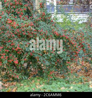 Zwergmispel Cotoneaster floccosus Stock Photo