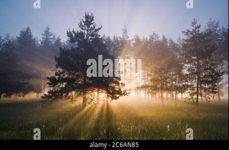Beautiful landscape with sun rays coming through pine wood at summer sunrise misty weather Stock Photo