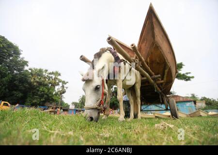 Ghior, Manikgan, Bangladesh. 8th July, 2020. Traders use horse-drawn cart for carry boat at a boat market in Ghior, Manikgan, Bangladesh, on July 08, 2020. The demand for various types of small-sized boats has gone up here with the rise in water level in different rivers and subsequent flooding. The demand for Dingi and Khosa Nauka (small boat) has increased for regular movement of people in flood-prone areas here. Credit: Suvra Kanti Das/ZUMA Wire/Alamy Live News Stock Photo