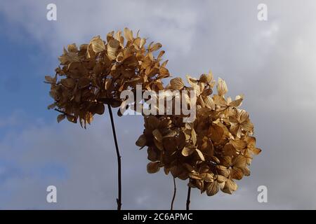 Close up withered flowers of the hydrangea in winter. Bergen, Netherlands, February Stock Photo