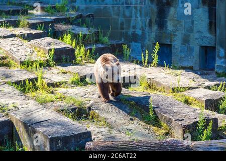 Bear in the bear pit in Bern in a beautiful summer day, Switzerland Stock Photo