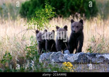 Marsican bear cubs, a protected species typical of central Italy. Animals in the wild in their natural habitat, in the Abruzzo region of Italy.