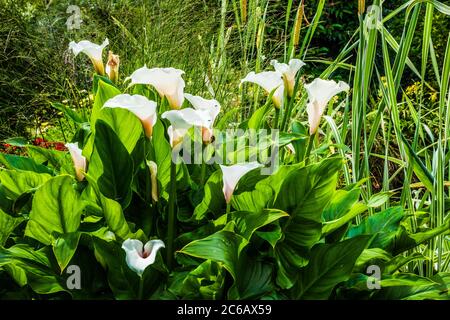 White Arum Lilies or Zantedeschia in summer sunshine. Stock Photo