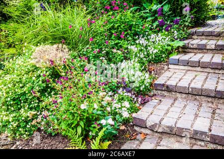 Block paved steps alongside herbaceous and shrub borders. Stock Photo