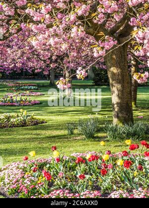 A bed of red and yellow parrot tulips and pink Bellis daisies with flowering pink cherry trees in the background in an urban public park in England. Stock Photo