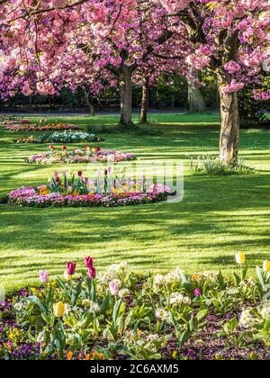 Flower beds of tulips, polyanthus and Bellis daisies and flowering pink cherry trees in an urban public park in England. Stock Photo