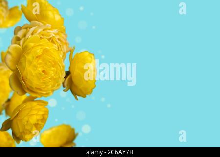 Bright colorful yellow roses on blue background with copy space Stock Photo