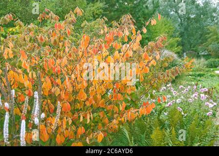 Zaubernuss Hamamelis × intermedia Arnold Promise Stock Photo