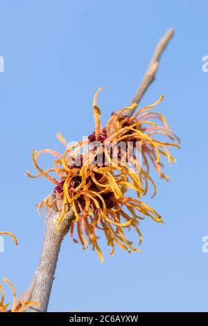 Hybrid-Zaubernuss Hamamelis × intermedia Jelena Stock Photo