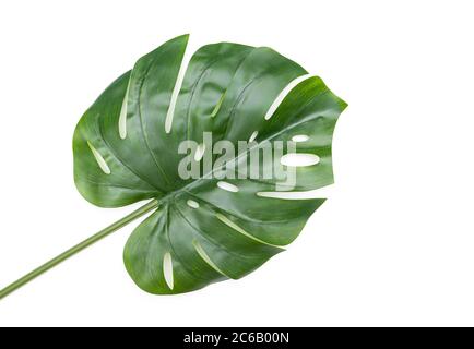 Green Monstera leaf isolated on white background, plastic leaf as decoration Stock Photo