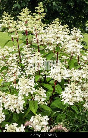 Garden scene with Hydrangea Paniculata Stock Photo - Alamy