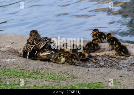 Female Mallard Duck rests by the pond with her brood of ducklings nearby. Stock Photo