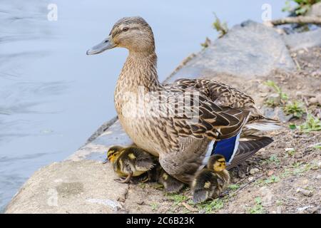 Female Mallard Duck sits at the edge of the pond looking at the water while ducklings shelter beneath and next to her. Stock Photo