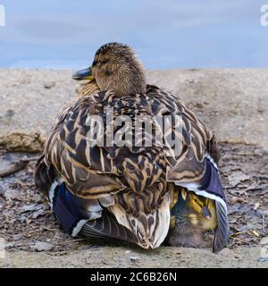 Female Mallard Duck rests at the edge of the pond while ducklings shelter beneath. Stock Photo