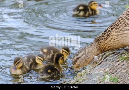Female Mallard Duck drinks the pond water from the shore while ducklings swim in the water. Stock Photo