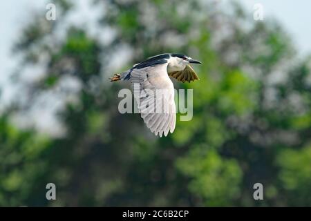 Black-crowned Night Heron with large wings and a bright red eye flies by tall mature green trees in Denver City Park, Colorado.