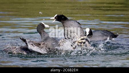 Male coots fighting over breeding territory Stock Photo