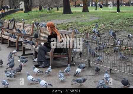 A female with long ginger hair seen feeding lots of pigeons in St James;s Park in the City of Westminster, London. Stock Photo