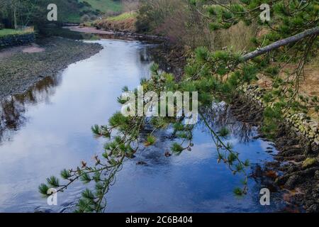 A lush green branch hangs down emphasising the rich blue colours of the Glendun River flowing into the village of Cushendun in Co. Antrim Stock Photo