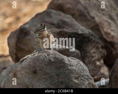 A Chipmunk (genus Neotamias), either a Yellow-Pine (species amoenus) or Least (species minimus), stands sentry while eating in Oregon's Deschutes Nati Stock Photo