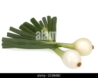 Two young napiform onions isolated on a white background Stock Photo