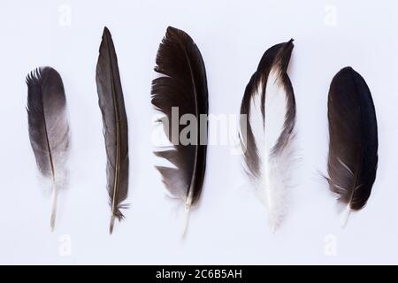 Various feathers on white background Stock Photo