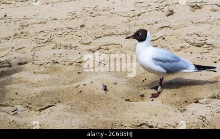 black-headed gull on the beach Stock Photo