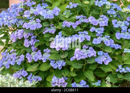 Teller-Hortensie Hydrangea, Hortensie, hortensia macrophylla Blaumeise Stock Photo