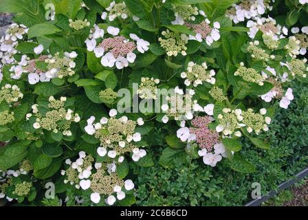 Hortensie Hydrangea, Hortensie, hortensia macrophylla Libelle Stock Photo