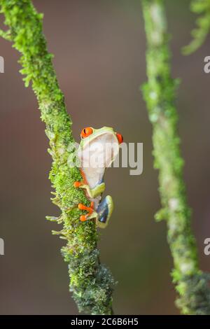 Red eyed tree frog (Agalychnis Callidryas) climbing twig, Sarapiqui, Costa Rica, Central America Stock Photo