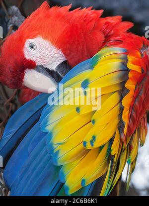 Scarlet Macaw (Ara macao), Costa Rica, Central America