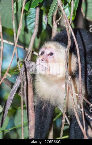 White-faced Capuchin monkey standing on a branch in the tropical