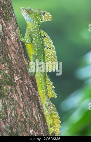 Plumed Basilisk (Basiliscus plumifrons) moving up tree, Costa Rica, Central America Stock Photo